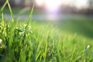 WATER CORPORATION OF WA PROVIDES INFORMATION ON ESTABLISHING A NEW LAWN.
